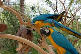 Whatsapp me +96555207281 Good Blue and Gold macaw parrots