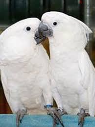 Whatsapp me +96555207281 Best Playful Umbrella Cockatoos parrots 0