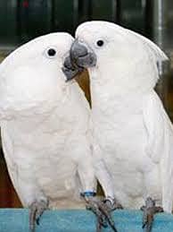 Whatsapp me +96555207281 Obedient Umbrella Cockatoos parrots for sale