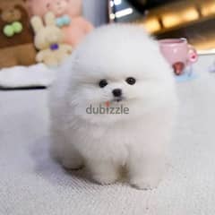 Pomeranian Puppies// Whatsapp +971 55 254 3679