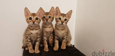 Whatsapp me +96555207281 Savannah kittens for sale