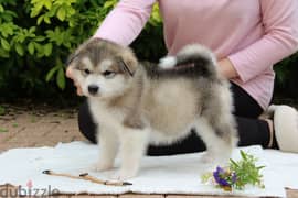 Whatsapp me +96555207281 Alaskan Malamute puppies