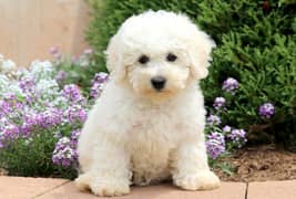Whatsapp me +96555207281 Bichon Frise puppies for sale
