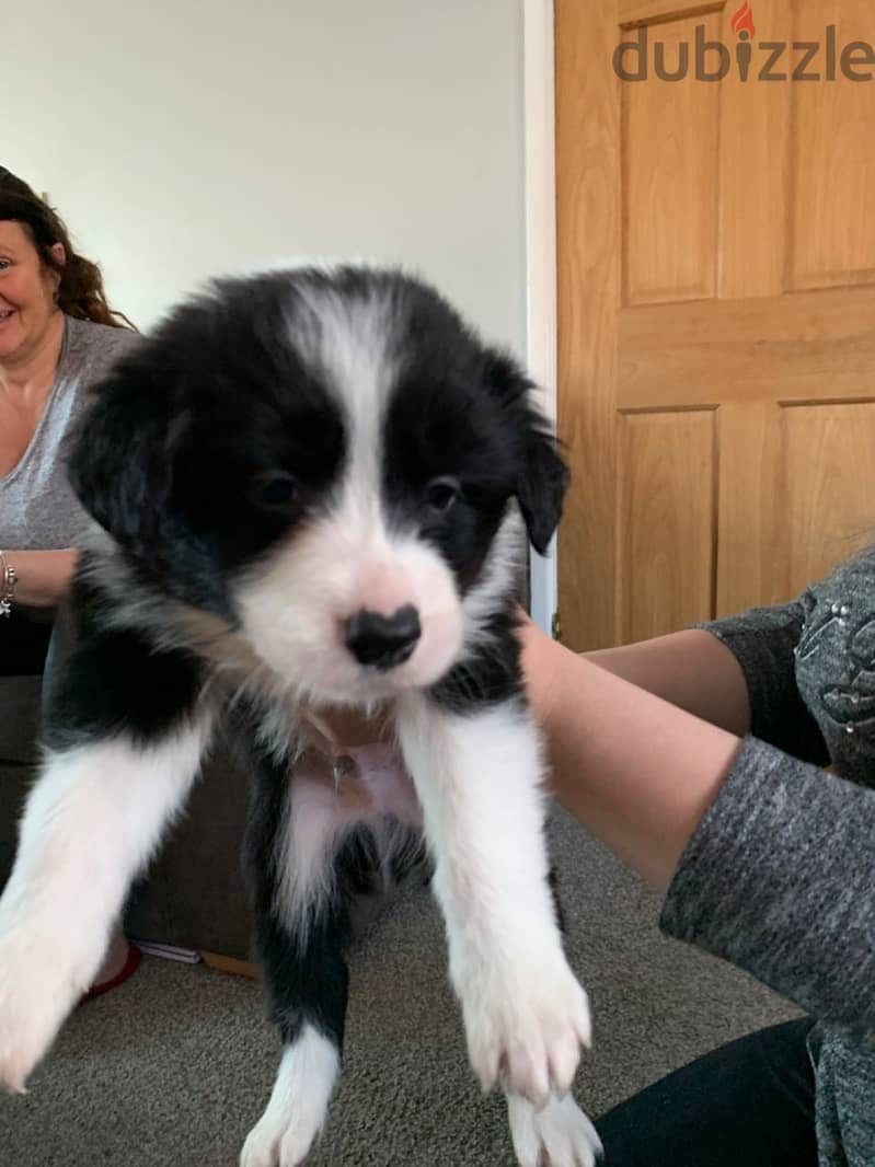Whatsapp me +96555207281 Border collie puppies for sale 1