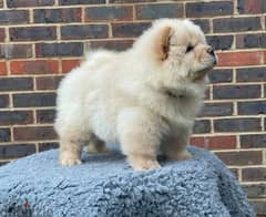 Whatsapp Me (+966 58392 1348) Chow Chow Puppies