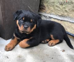 Whatsapp me +96555207281 Rottweiler puppies for sale