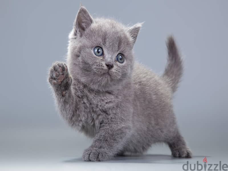 Whatsapp me +96555207281 British shorthair kittens for sale 2
