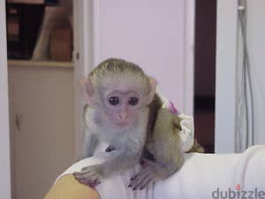 Whatsapp me +96555207281 Male and Female Cute capuchin monkeys 1