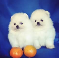 Whatsapp me +96555207281 Two Pomeranian puppies  male and female