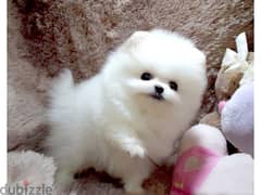 Whatsapp me +96555207281 Awesome Pomeranian puppies