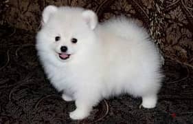 Whatsapp me +96555207281 Supper white  Pomeranian puppies