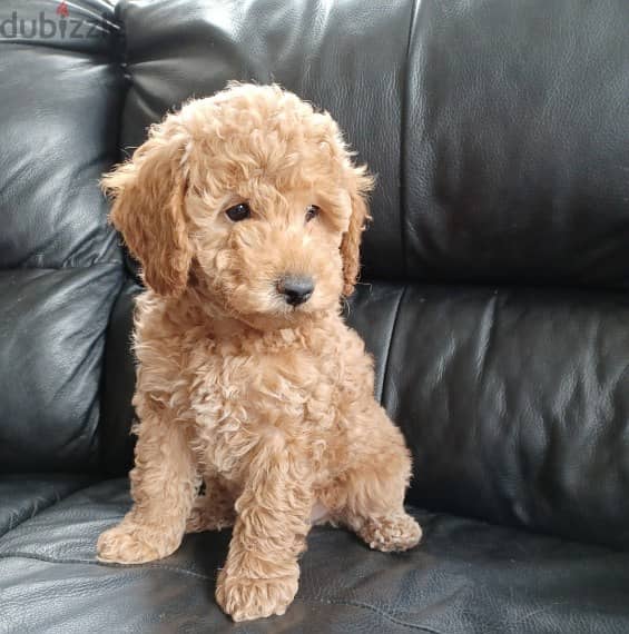 Whatsapp me +96555207281 Gorgeous Toy poodle puppies for sale 1