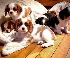 Whatsapp Me (+966 58899 3320) Cavalier Spaniel Puppies
