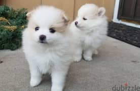 Whatsapp Me (+972 55507 4990) Pome-ranian Puppies
