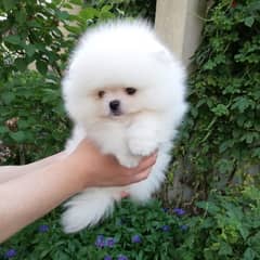 Whatsapp me +96555207281 Pure Pomeranian puppies for sale