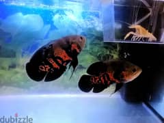 Big aquarium for sale with 2  Oscar fish 0
