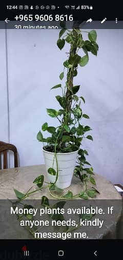 Money plant for sale 0