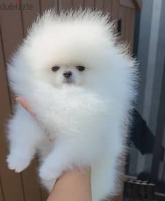 High Quality White Pomeranian Puppies Male and Female.