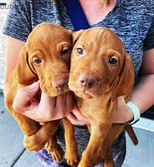 Whatsapp me +96555207281 Vizslas puppies for sale