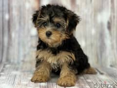 Whatsapp me +96555207281 Yorkiepoo puppies for sale