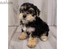 Whatsapp me +96555207281 Yorkiepoo puppies for sale 1