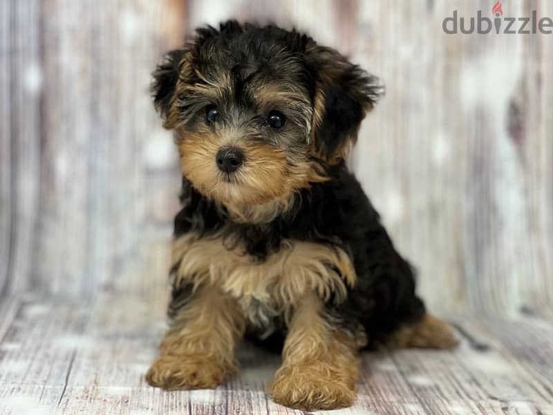 Whatsapp me +96555207281 Yorkiepoo puppies for sale 3