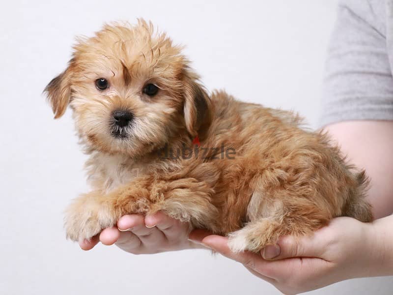 Whatsapp me +96555207281 Shorkie puppies for sale 1
