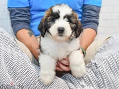 Whatsapp me +96555207281 Saint Berdoodle puppies for sale