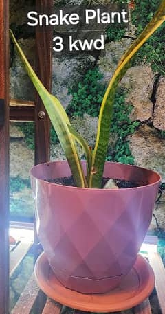 Snake Plant with indoor pot
