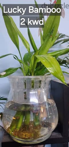 Lucky Bamboo with Glass pot