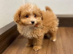 Whatsapp me +96555207281 Pomapoo puppies for sale