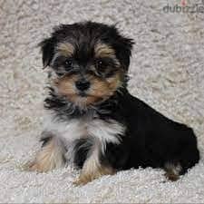 Whatsapp me +96555207281 Morkie puppies for sale