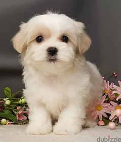 Whatsapp me +96555207281 Mal-Shi puppies for sale