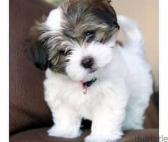 Whatsapp me +96555207281 Havashu puppies for sale