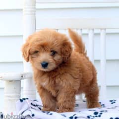 Whatsapp me +96555207281 Havapoo puppies very small cute