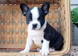 Whatsapp me +96555207281 Frenchton puppies for sale 0
