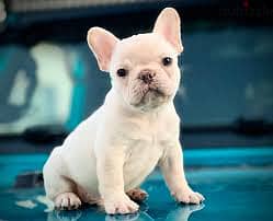 Whatsapp me +96555207281 Frenchton puppies for sale 2