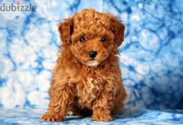 Whatsapp me +96555207281 Double Doodle puppies for sale