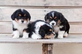 Whatsapp me +96555207281 Corgipoo puppies for sale