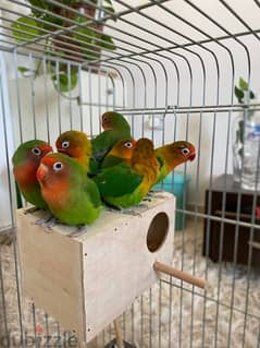 African love birds with cage   for sale