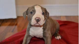 cute american pitbull puppies for a good home