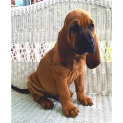 Whatsapp me +96555207281 Bloodhound puppies for sale