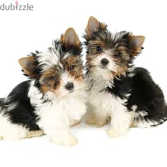 Whatsapp me +96555207281 Biewer Terrier puppies for sale