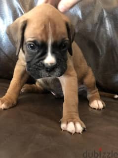 Whatsapp me +96555207281 Two Boxer puppies for sale