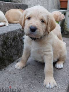 Whatsapp me +96555207281 Labrador Retriever puppies for sale