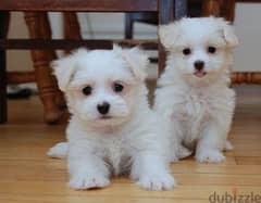 Whatsapp me +96555207281 Two Maltese puppies for sale