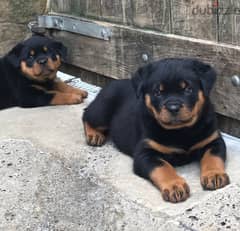 Whatsapp me +96555207281 Nice Rottweiler puppies for sale