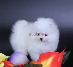 Whatsapp me +96555207281 Sweet Pomeranian puppies for sale