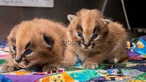 Whatsapp me +96555207281  Two Caracal cat for sale 1