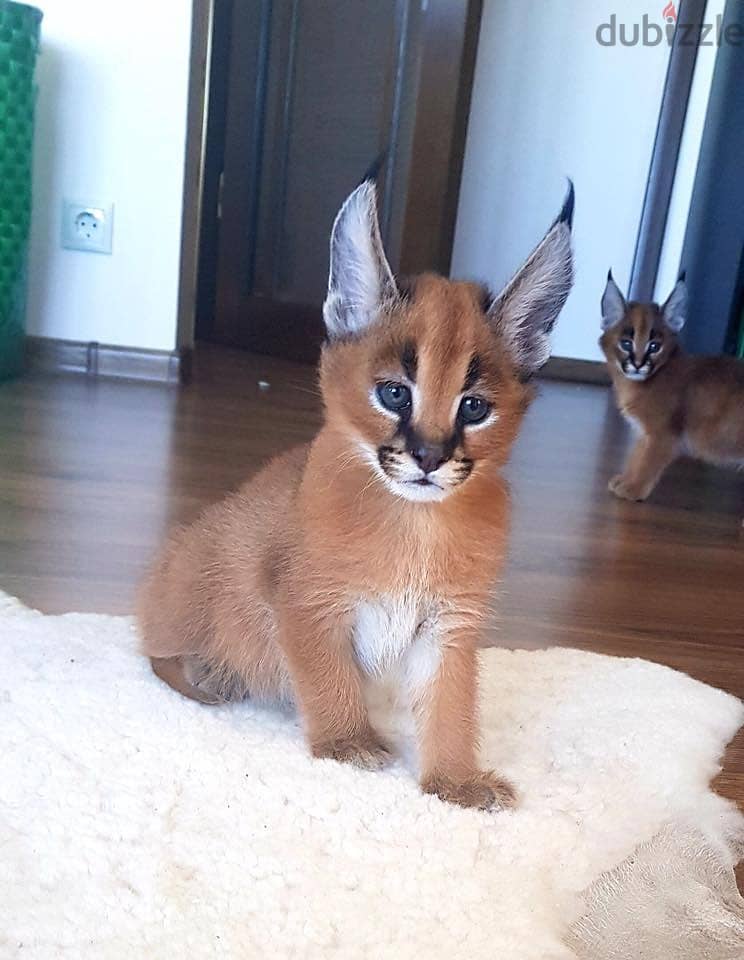Whatsapp me +96555207281  Two Caracal cat for sale 3